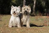 Westie & Cairn Terrier 093